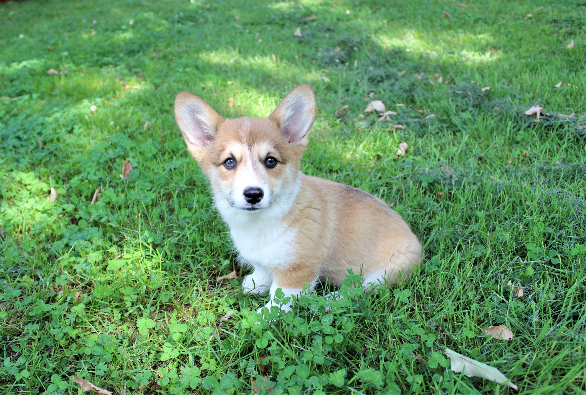 Sunnyhill Corgis – Pembroke Welsh Corgis